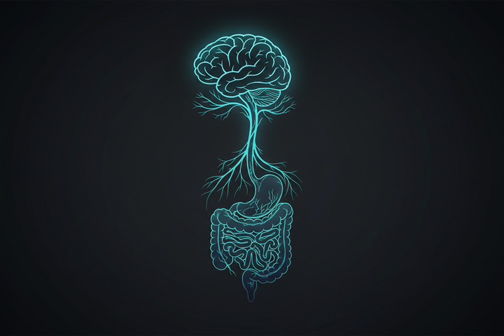  Gut-brain axis and vagus nerve connection illustration for digestive wellness