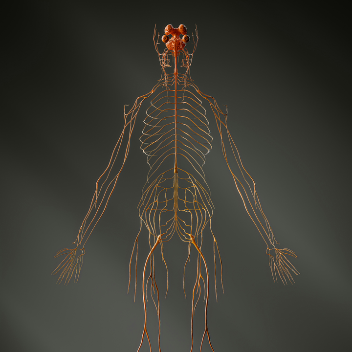 Illustration of human nervous system showing vagus nerve pathways from ear and neck regions to the brainstem, representing transcutaneous vagus nerve stimulation (taVNS and tcVNS) neuromodulation concept