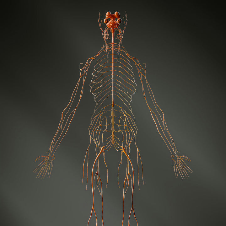 ZenoWell vagus nerve stimulation supports "A Strong Vagus Nerve = A Strong Immune System"