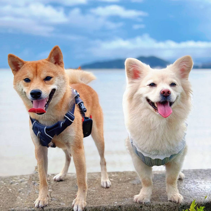 Pets Need Calm. So Do the People Who Care for Them