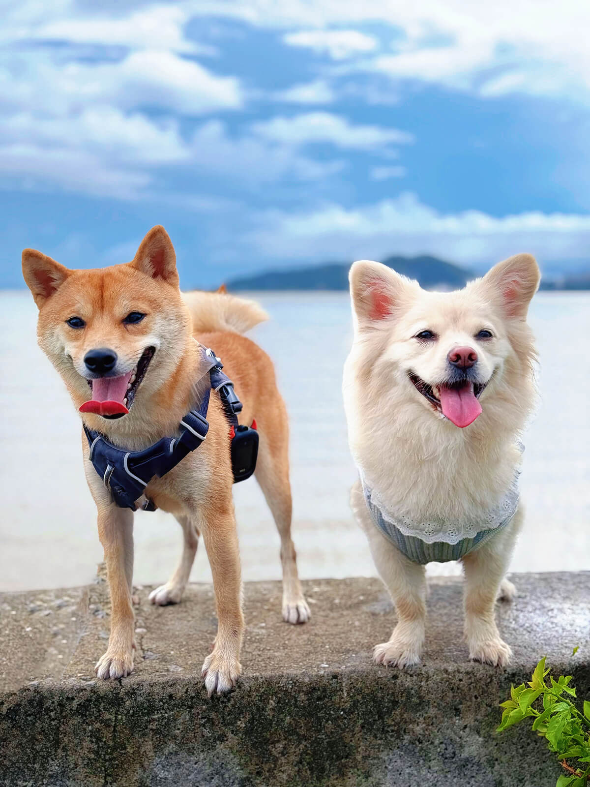 A quiet companion for a better life